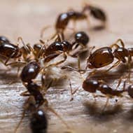 Terminate Control Solves your ant problem in NYC