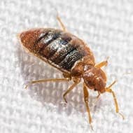 Terminate Control Solves your bed bug problem in NYC