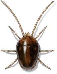 Terminate Control Solves your bird mite problem in NYC