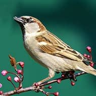 Terminate Control Solves your bird problem in NYC