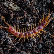 Terminate Control Solves your centipede problem in NYC