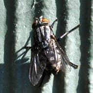 Terminate Control Solves your fly problem in NYC