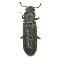 Terminate Control Solves your beetle problem in NYC