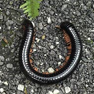 Terminate Control Solves your millipede problem in NYC