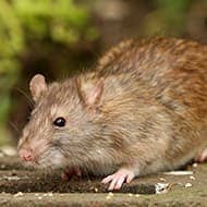 Terminate Control Solves your rodent problem in NYC