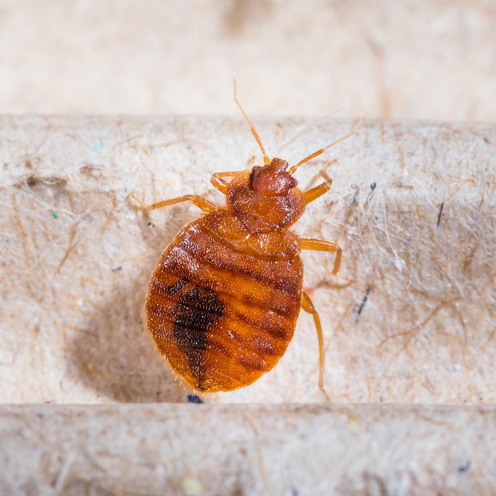 Get rid of your bed bug problem in New York.  Call Terminate Control.