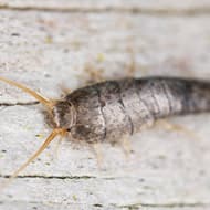 Terminate Control Solves your silverfish problem in NYC