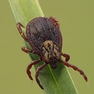 Terminate Control Solves your tick problem in NYC